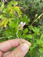 Pelargonium ranunculophyllum, photograph (c) Sunčana Bradley, some rights reserved (CC BY)
