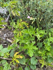 Pelargonium ranunculophyllum, photograph (c) Sunčana Bradley, some rights reserved (CC BY)
