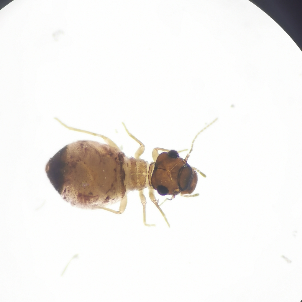 Pseudopsocus rostocki