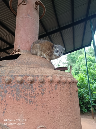 ミナミキノボリハイラックス