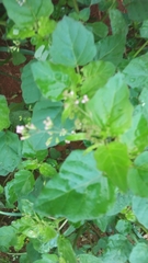 Magnoliopsida