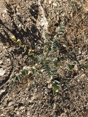 Astragalus mokiacensis