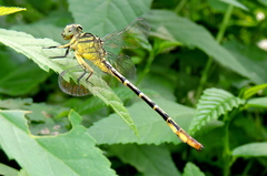Platygomphus dolabratus