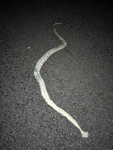 Coastal Carpet Python sighting