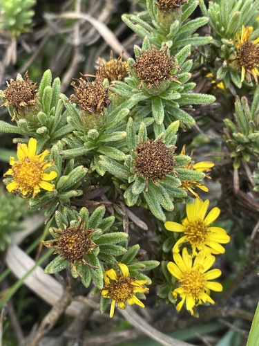 Ngele Mapdaisy (Arrowsmithia conferta)