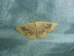 Cyclophora albiocellaria