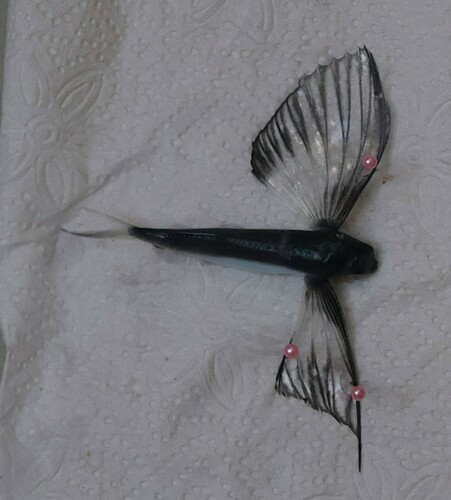 Blunt-snouted flying fish (Exocoetus obtusirostris) — Exocoetidae