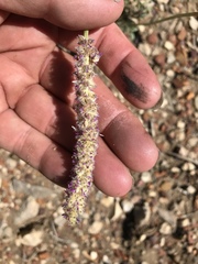 Dalea searlsiae