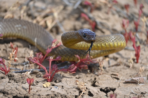 Inland Taipan sighting