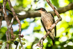 Metallic Starling photo 3