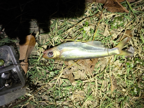 Longbarbel pangasius (Pangasius macronema) — Pangasiidae — 5