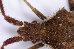 Coriomeris denticulatus