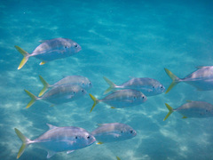 Caranx caninus