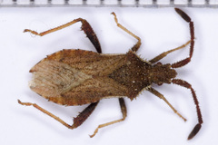 Coriomeris denticulatus