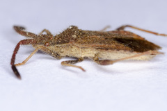 Coriomeris denticulatus