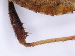 Coriomeris denticulatus