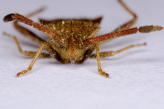 Coriomeris denticulatus