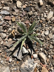 Frasera albomarginata