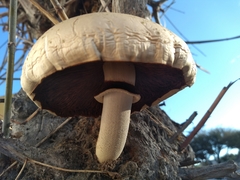 Agaricineae