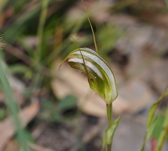 Pterostylis ophioglossa
