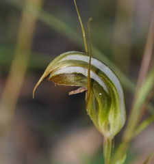 Pterostylis ophioglossa