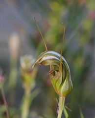 Pterostylis ophioglossa