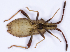 Coriomeris denticulatus