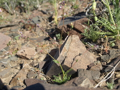 Gilia transmontana