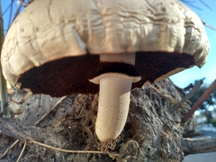 Agaricineae