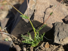 Gilia transmontana