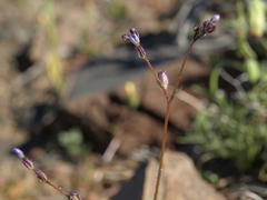Gilia transmontana