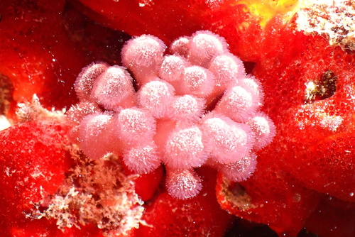 Gibsmithia hawaiiensis observed 2025-01-29