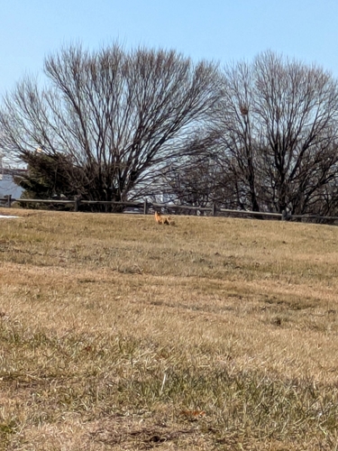 iNaturalist observation 2025-01-29