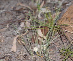 Lomandra leucocephala