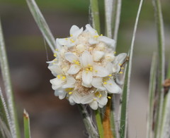 Lomandra leucocephala