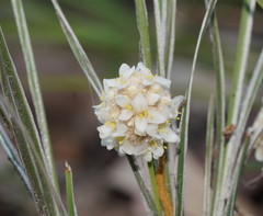 Lomandra leucocephala