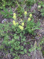 Castilleja occidentalis