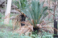 Macrozamia moorei