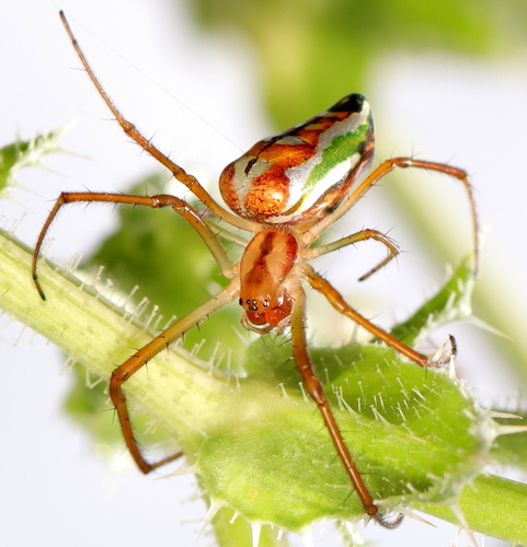 Masked Vlei Spider photo 2