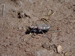 Cicindela oregona oregona