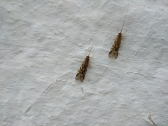 Macrostemum radiatum