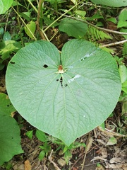 Piper auritum