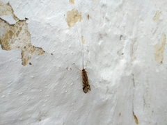 Macrostemum radiatum