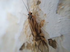 Macrostemum radiatum