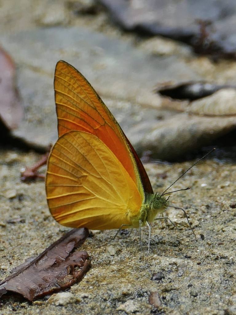Orange Albatross (Appias nero)