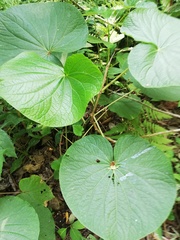 Piper auritum