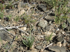 Gilia transmontana