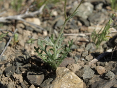 Gilia transmontana