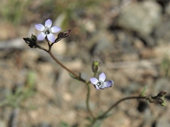 Gilia transmontana