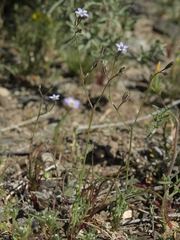 Gilia transmontana